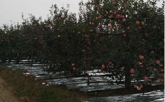 Земледелие Flective яблони ширины 20-2300mm металлизировало фильм CPP