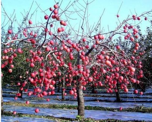 Парник яблони фильм земледелия 12 микронов Biodegradable