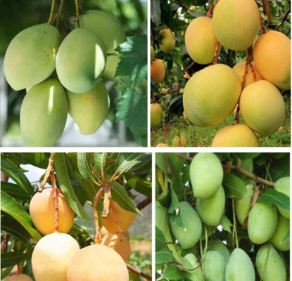 Предохранение от расти плода Вьетнама создавая программу-оболочку бумажный мешок манго водоустойчивый