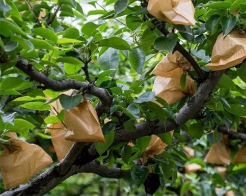 Предохранение от расти плода Вьетнама создавая программу-оболочку бумажный мешок манго водоустойчивый