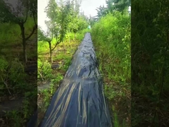 ПП с УФ высокой проницаемостью Черный и зеленый коврик для борьбы с сорняками