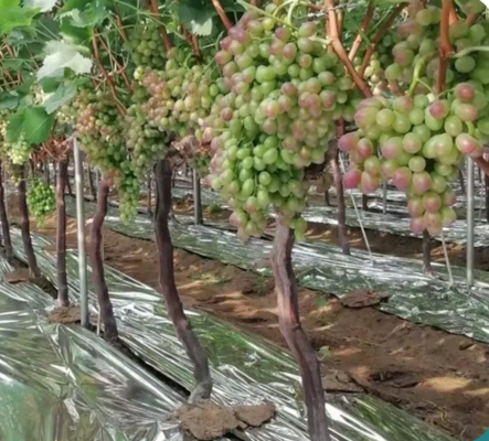 Soft 12mic PE metalized film for apples and grape, fruit reflective film